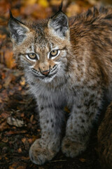 Fototapeta na wymiar Eurasian lynx