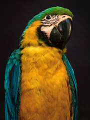 Blue-and-yellow macaw