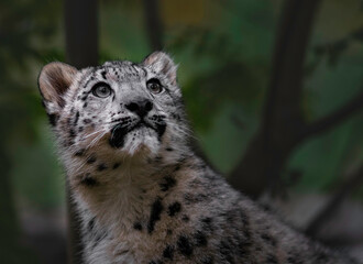 Snow leopard (Irbis)