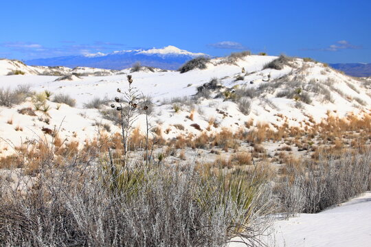 Yucca in the White Sand at White Sands National Park in New Mexico, USA 
