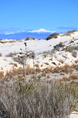 Yucca in the White Sand at White Sands National Park in New Mexico, USA 