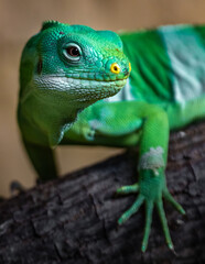 Fiji banded iguana