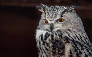 Eurasian eagle-owl