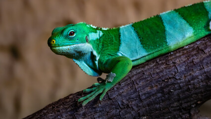 Fiji banded iguana