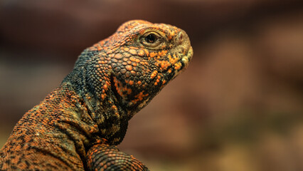 Trnorep skalní (Uromastyx acanthinura)