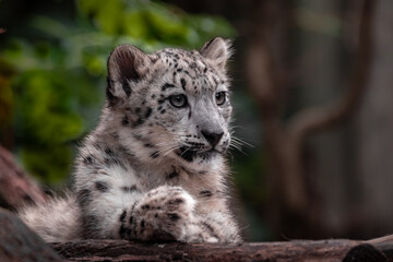 Fototapeta na wymiar Little snow leopard