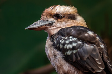 Laughing kookaburra