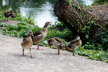 Egyptian geese walk in park