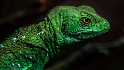 Plumed basilisk