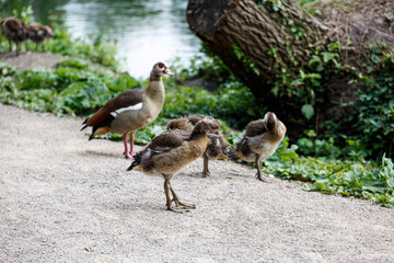 Egyptian geese walk in park