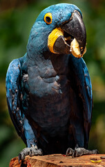 Portrait of Hyacinth macaw.