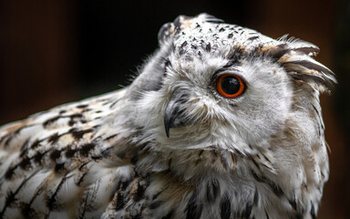 Eurasian Eagle Owl