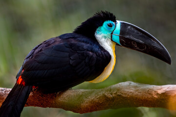 Channel billed toucan