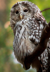 Ural owl