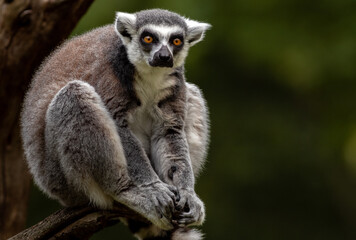 Ring-tailed lemur © Josef