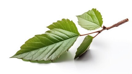 Naklejka na ściany i meble Tree branch with green leaf isolated on white background, generative ai