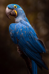Portrait of Hyacinth macaw.