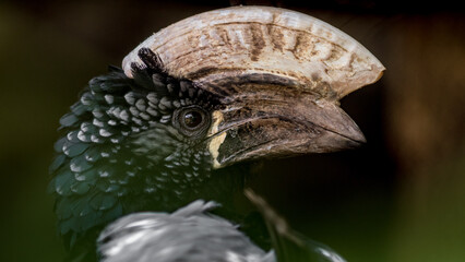 Silvery cheeked Hornbill