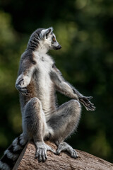 Ring-tailed lemur