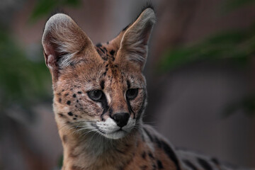 Portrait of serval.