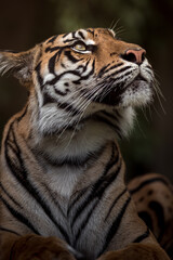 Fototapeta na wymiar Portrait of Sumatran tiger