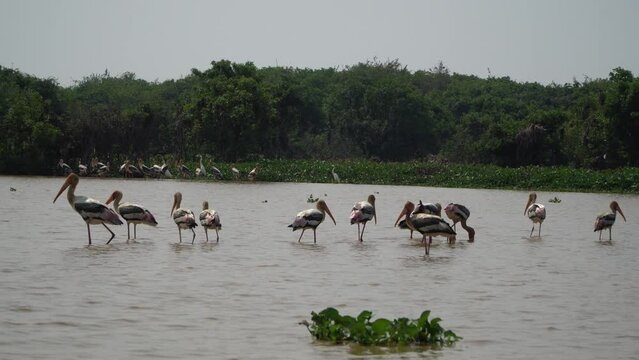 Print stock free catching fish at Siem Reap Tonle Sap Lake Natural Bird Sanctuary, Cambodia