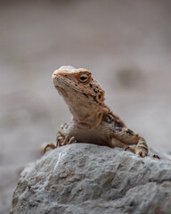 Agama turkestánská (Laudakia (Agama) lehmanni)