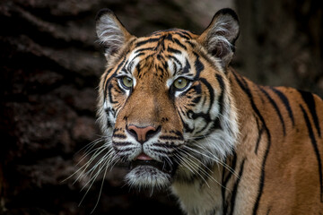 Plakat Portrait of Sumatran tiger