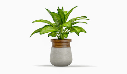 Fototapeta na wymiar Plant in flower pot on marble table, on white background