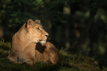 Obraz na płótnie Canvas Southern African lion