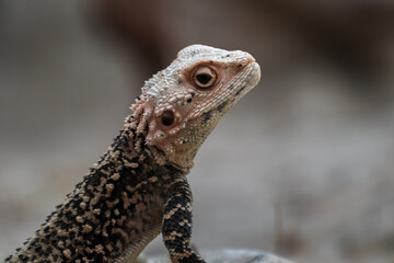 Agama turkestánská (Laudakia (Agama) lehmanni)