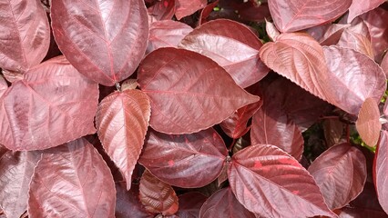 close up of red and green leaves