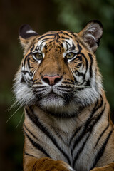 Fototapeta premium Portrait of Sumatran tiger