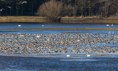 Large flock of waterfowls and swans