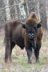 Naklejka na ściany i meble European Bison(Bison bonasus) male