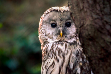 Portrait of Ural owl