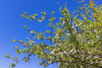 Blooming Apple tree at a blue sky in spring