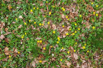 Lesser celandine flowers at spring