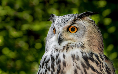Eurasian Eagle Owl