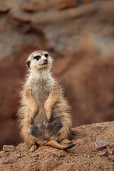 Portrait of Meerkat