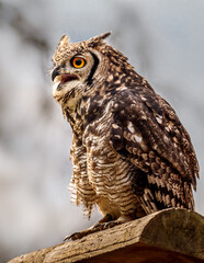 Great horned owl