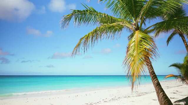 Coconut palms on a large sunny beach with crystal clear Caribbean Sea on a tropical island. Scenic scene of summer travel concept. Turquoise waves on the white sand of a paradise island.