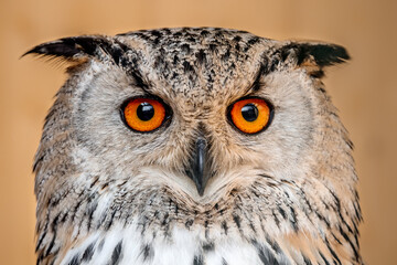 Eurasian Eagle Owl