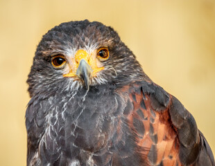 Harris's hawk