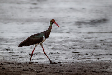 Black Stork in wild.