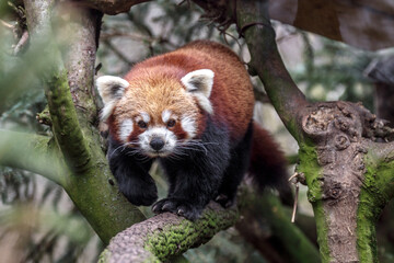 Portrait of Red panda.