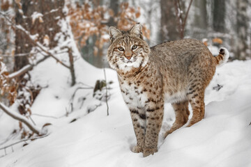 Portrait of Lynx rufus.