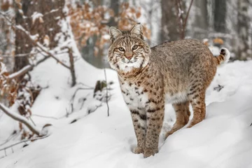 Fotobehang Portrait of Lynx rufus. © Josef
