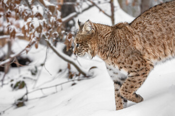Portrait of Lynx rufus.