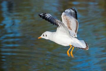 Fototapeta na wymiar A White Seagull Preparing to Land on the Lake Surface
